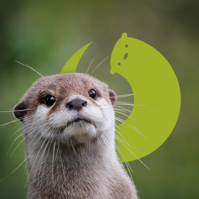 La nutria es un indicador del estado del agua