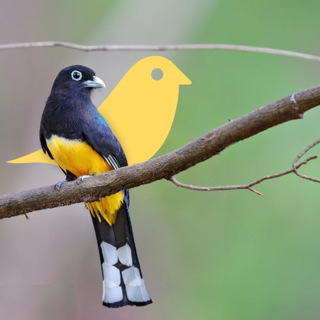 Trogon es un ave indicador de la biodiversidad de especies de flora