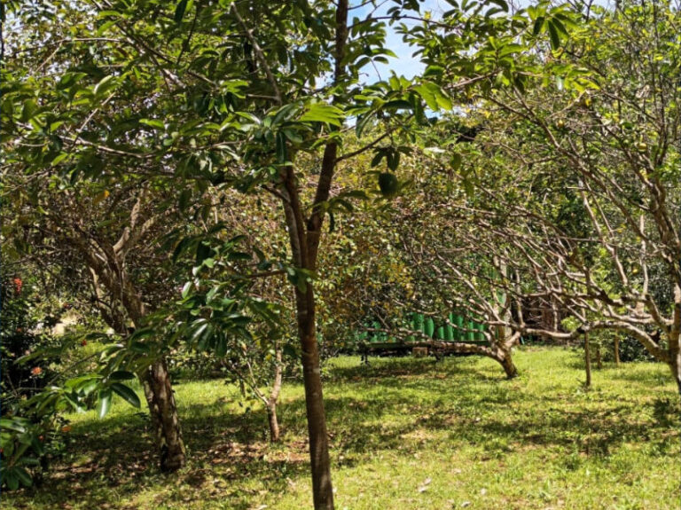 Variedad de arboles de la Finca Sano y Verde