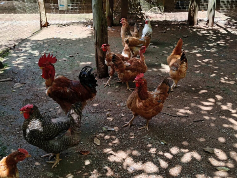 Gallinas de la Finca Sano y verde de Doña Luisa