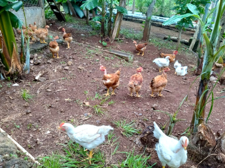 La finca M y M gallinas sueltas