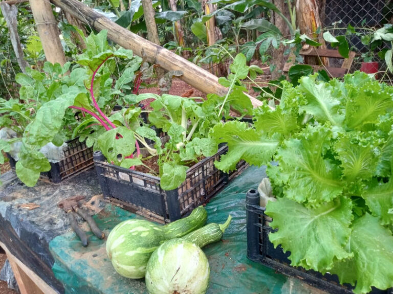 La finca M y M es libre de químicos y orgánica