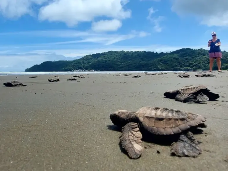 tortugascaminoalmar