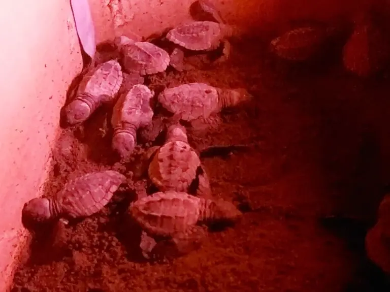tortugasennido