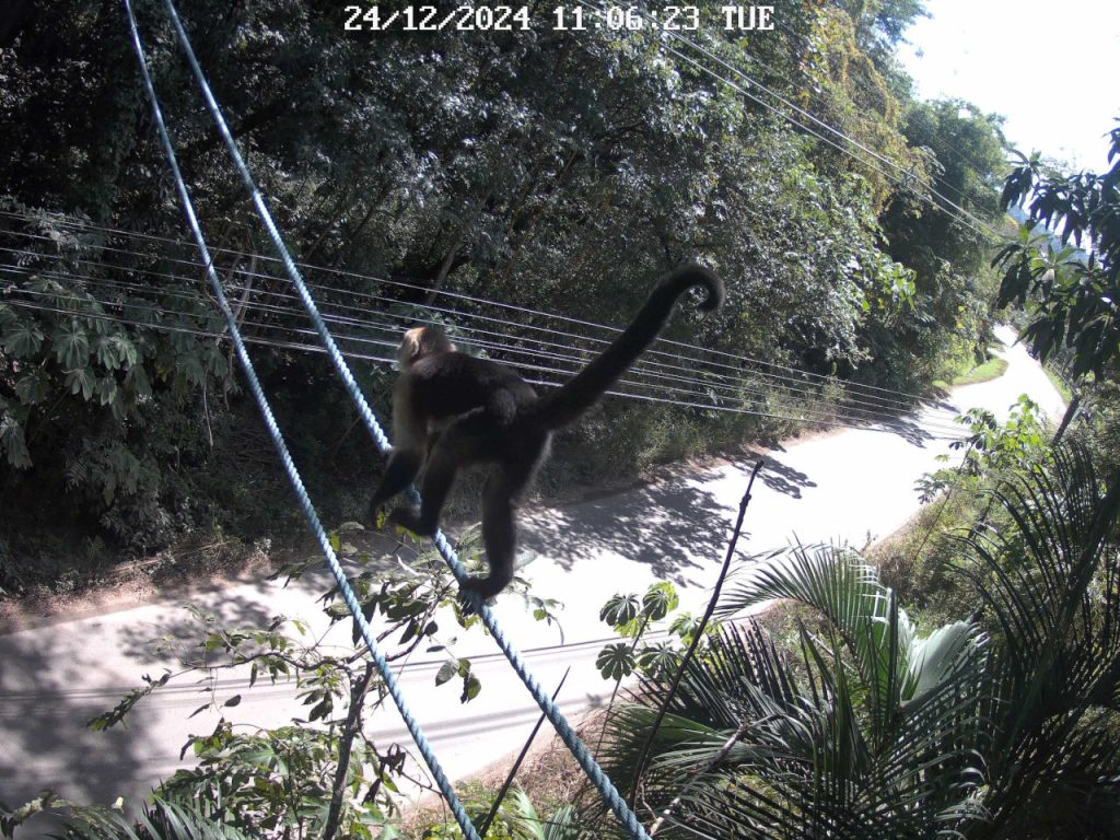 Foto4